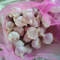 China fresh garlic factory offer CIF, new crop fresh garlic export